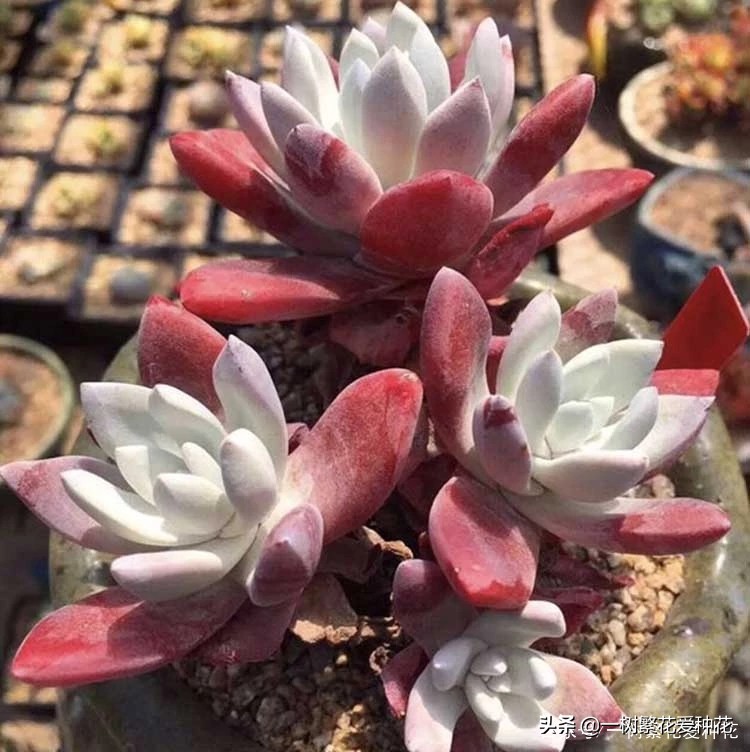 跌落神坛的20种多肉，当年贵到下不了手，现在终于可以随便买了