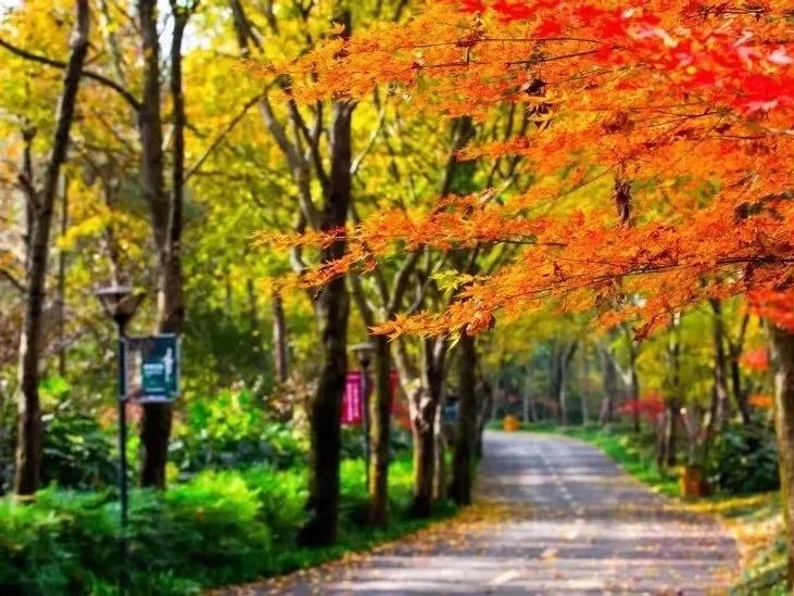 红了！长沙枫叶进入最佳观赏期，最全赏枫攻略了解一下