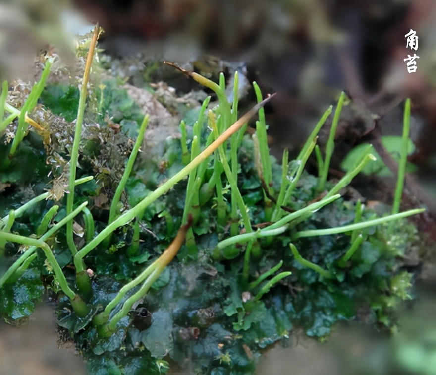 苔藓植物图片（小编带你盘点四十种苔藓植物）