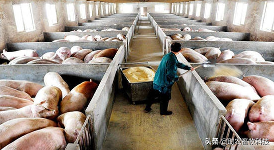 散养猪场利用廉价滞销红薯等大幅度降低饲料成本的实战操作技术