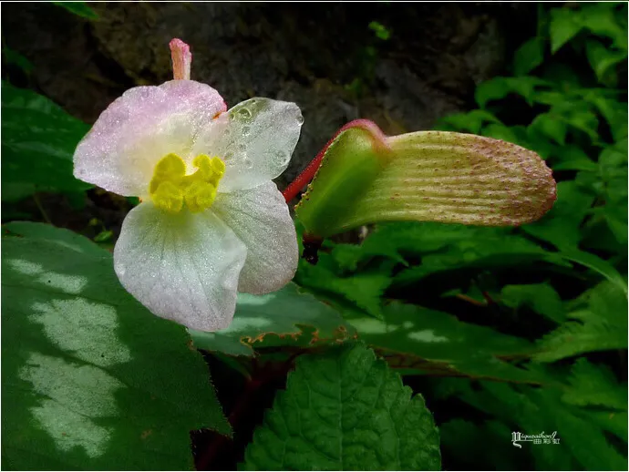 莲花山的野花