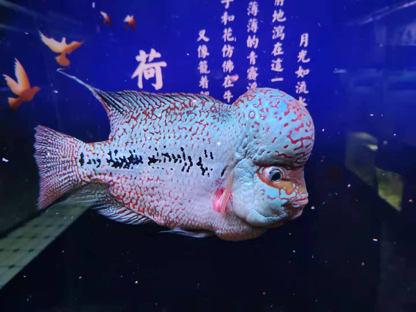 水虎命10月出生最有福 可逐个击破所有困难_达一风水网