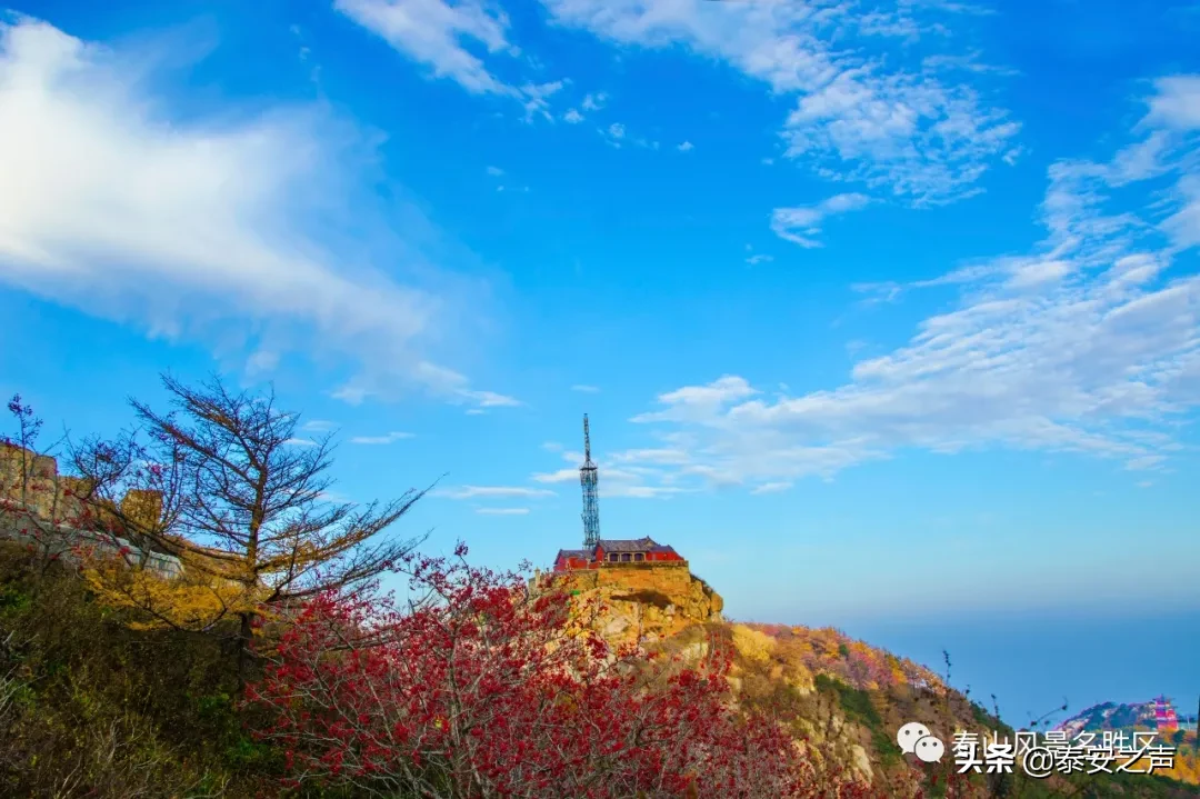 深秋泰山：一年好景君须记，最是橙黄橘绿时