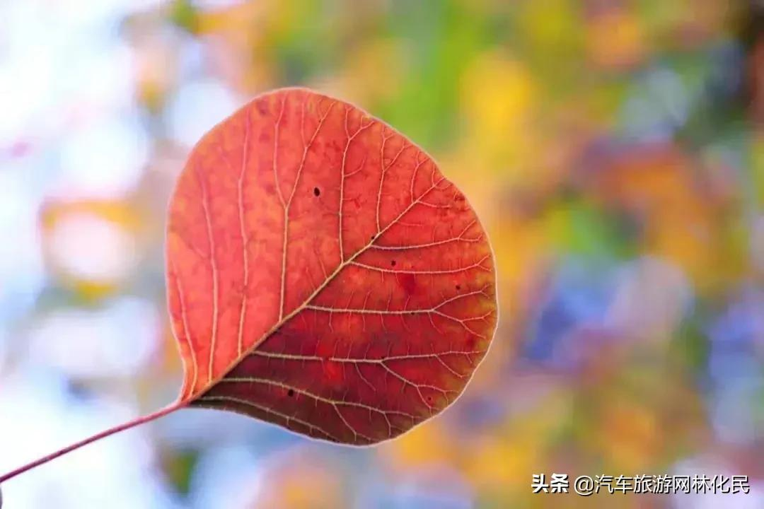 登山揽胜赏红叶，爱在金秋石门坊.北国小江南 l临朐老龙湾