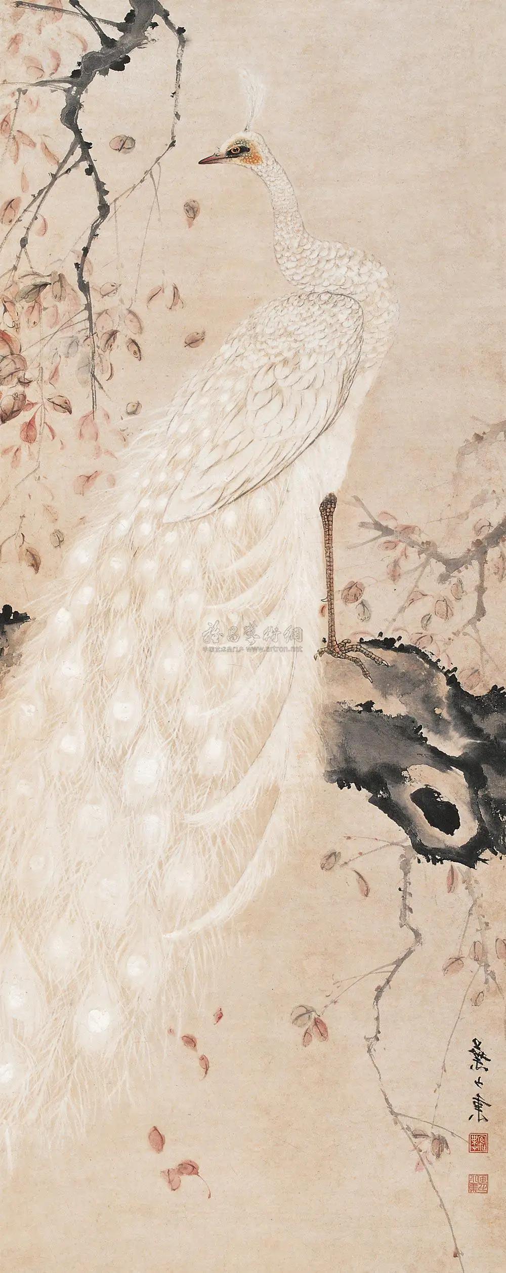 孔雀东南飞！高贵、冷艳的白孔雀