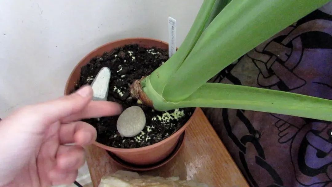 霉菌是真菌还是细菌（几种方法清除都不用买杀菌剂）