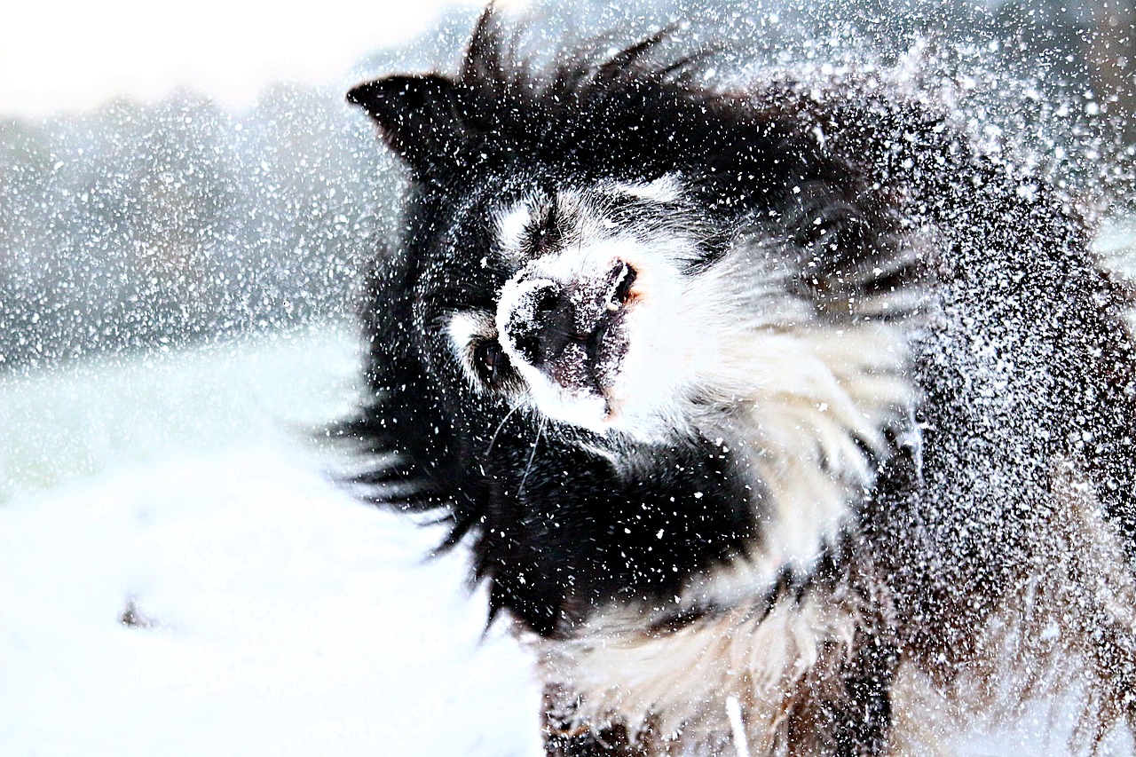 梦见下大雪是什么意思(梦到下雪预示了什么？)