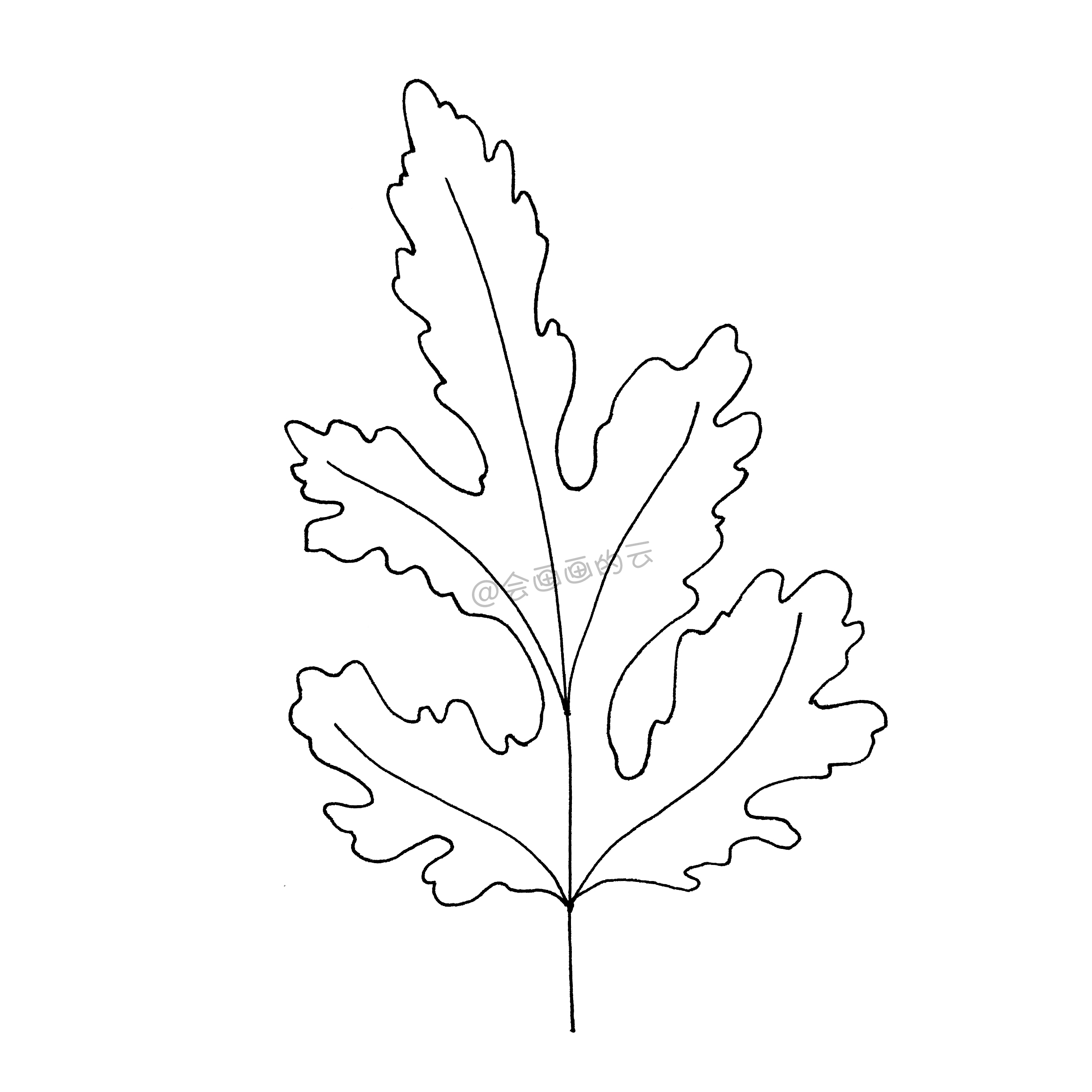 一支笔就可以画的简笔画,6款叶子带你进入线描世界