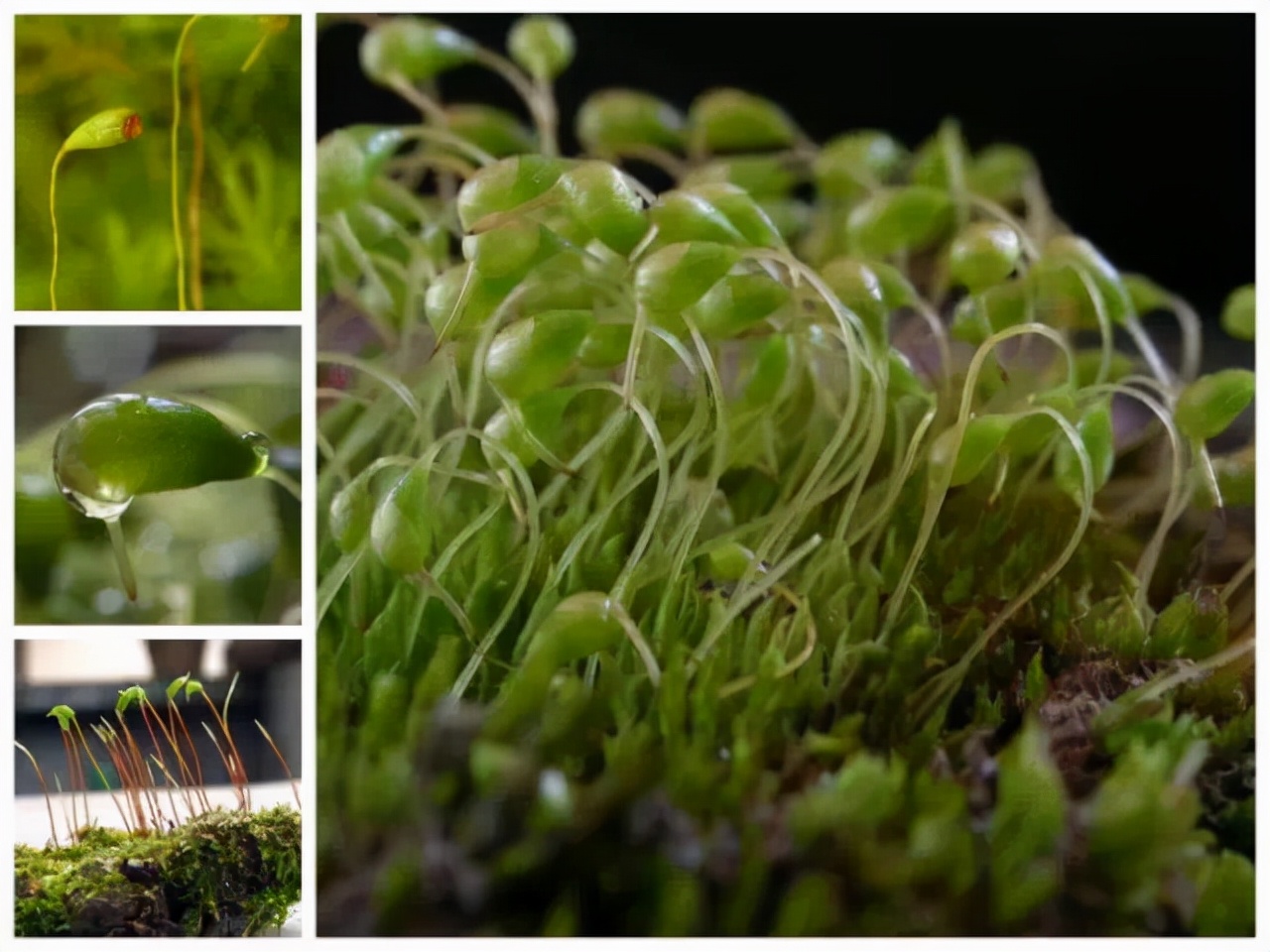 苔藓植物图片（小编带你盘点四十种苔藓植物）