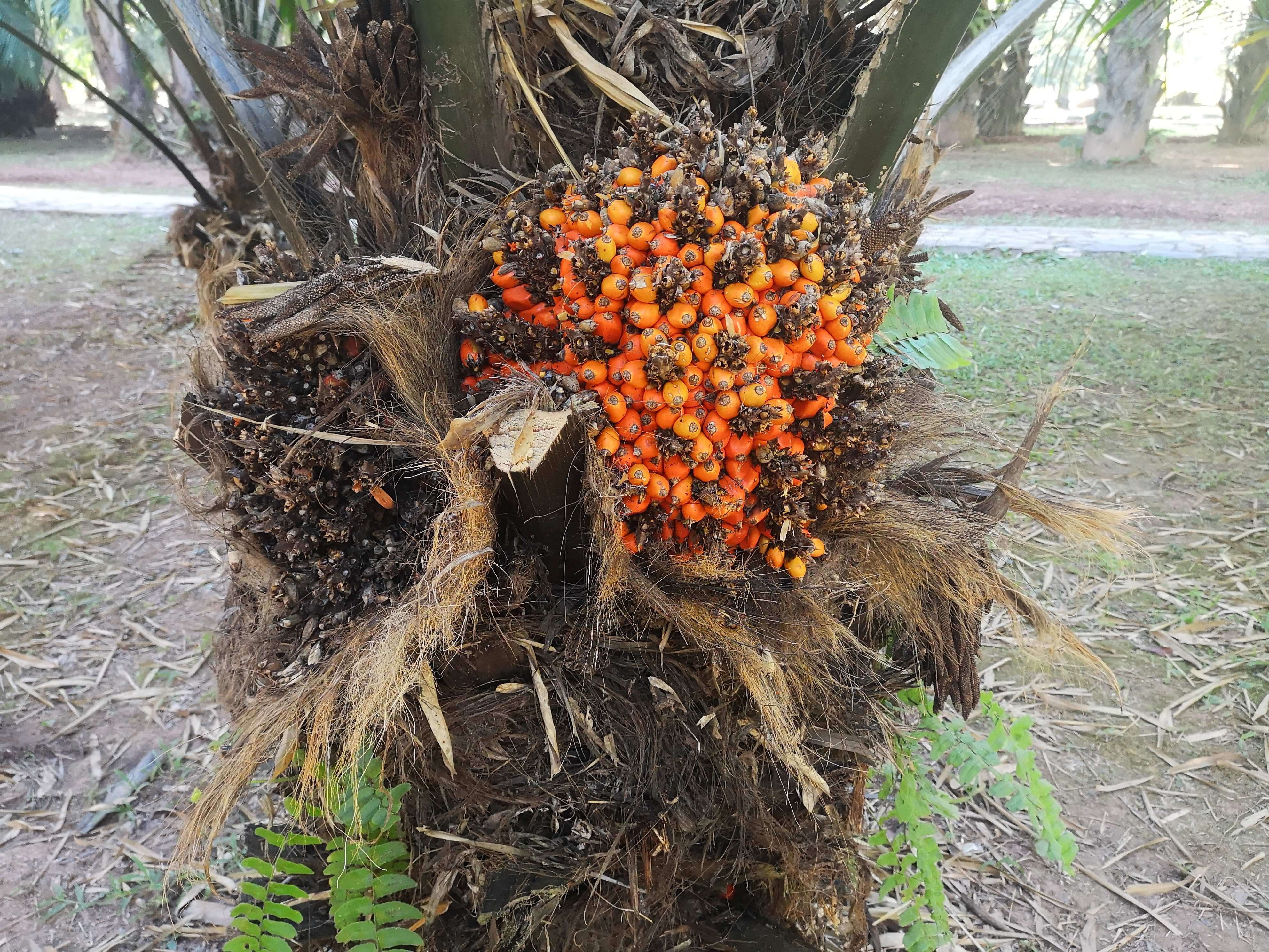 西双版纳8天9晚2600元，中科院热带植物园最详细攻略看这一篇就够
