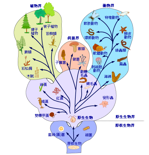 蛇龄恐达30年！云南发现5米长的巨蟒，蛇最长究竟能活多少年？