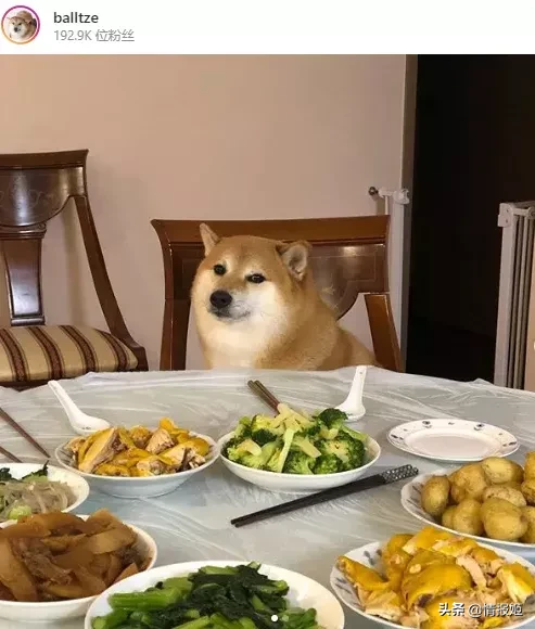 那只活在表情包里的柴犬doge,现在又进化了?