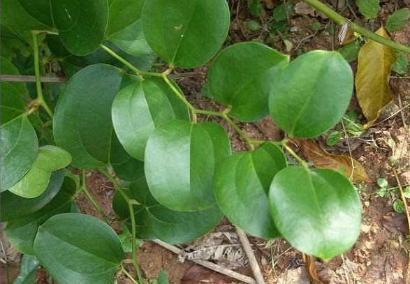 而金刚藤的根块还有大用途,现在很多地方还专门种植金刚藤,就是因为它