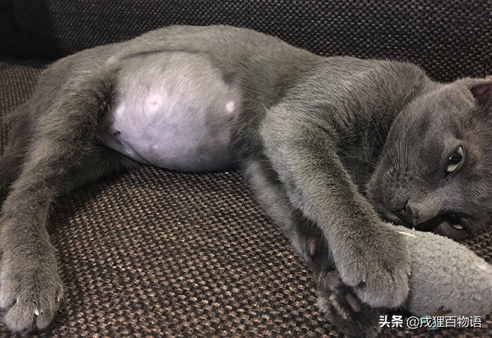 震惊！比猫传腹更可怕的是：误诊猫传腹