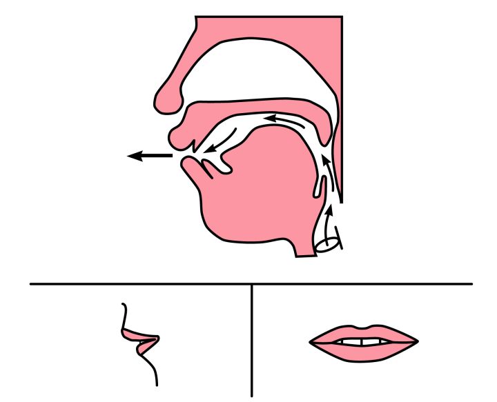 舌根抵住软腭平面图图片