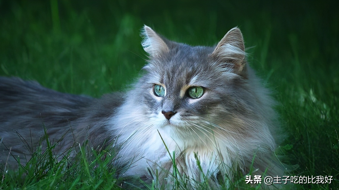 300和3000的猫有什么区别？带你了解阴影下的宠物繁殖行业？