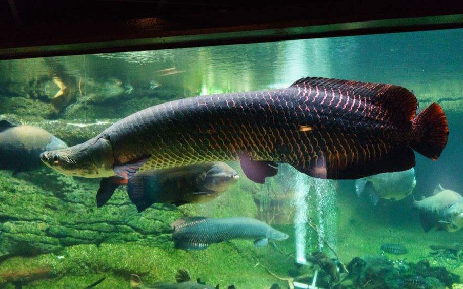 巨滑舌鱼图片