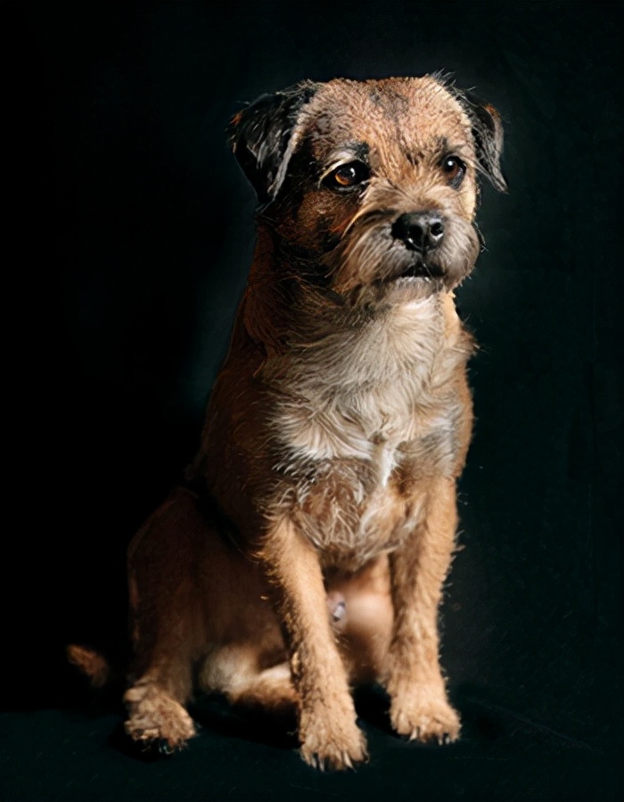 世界犬种智商排名榜前 30 名的聪明狗狗