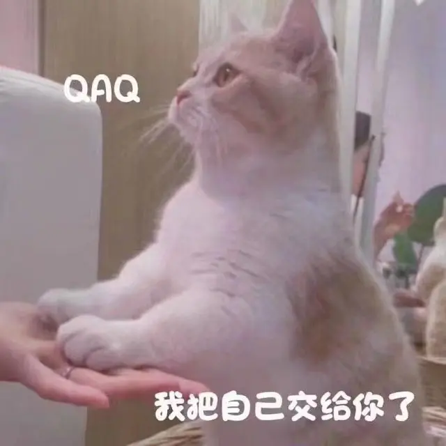 适合给男朋友发的猫猫表情包