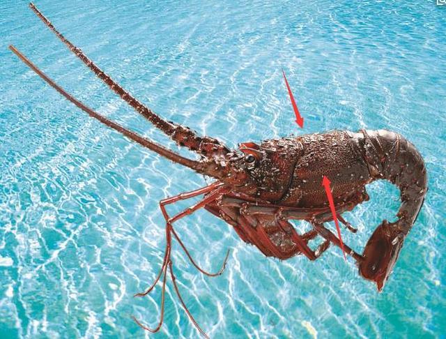 在海洋泛滥的“苏眉鱼”，遇中国吃货后成濒危物种，如今一斤700