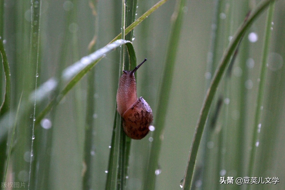 散文：我像只蜗牛一样走在路上