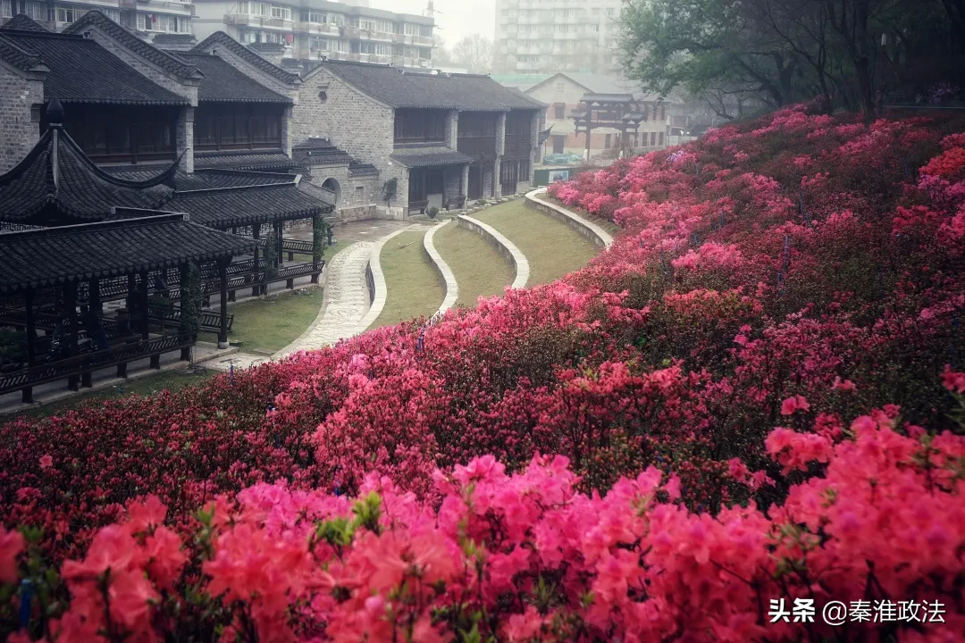 春风十里，秦淮等你 | 春意浓浓，门东又见映山红