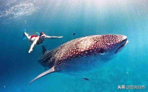 世界上最大的鱼，个头堪比鲸鱼！