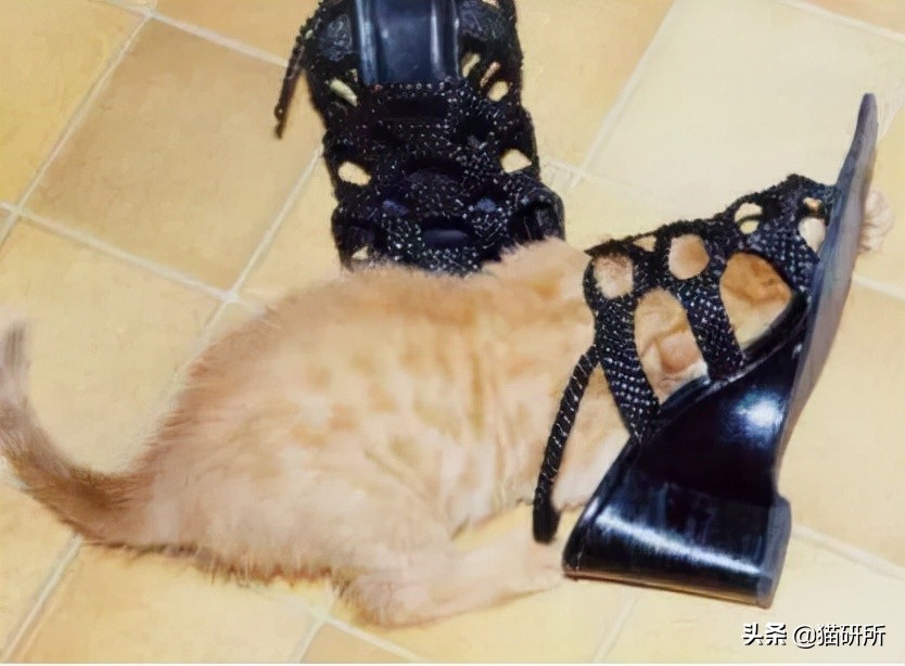 猫咪为啥沉迷吸鞋？这样会传染脚气吗？