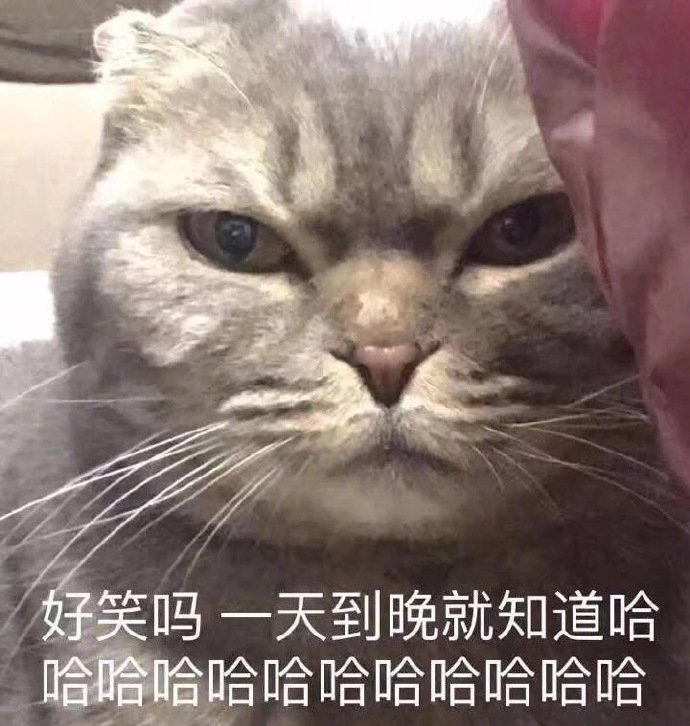 猫咪表情包合集｜我这不是肉，是妈妈的钱