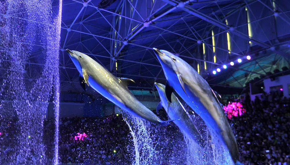 海昌65亿“卖子求生”，国内主题公园路在何方？