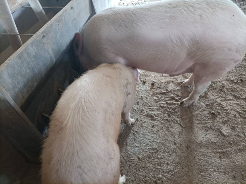 黑猪减少,白猪变多是原因