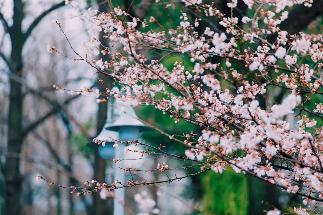 中国春天最美的10座大学，好想回去谈一场恋爱