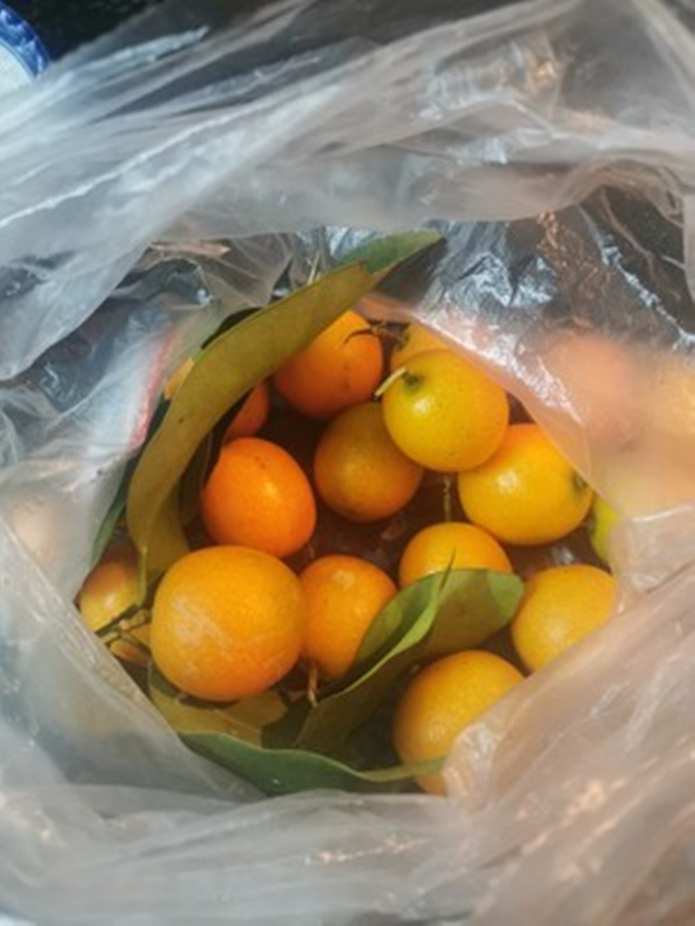 金桔冰糖(超级有效的止咳食物—冰糖金桔的做法)