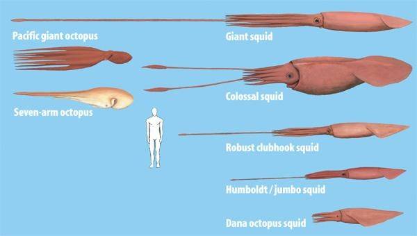 头足纲动物有哪些（大触手怪的神话大型头足类）
