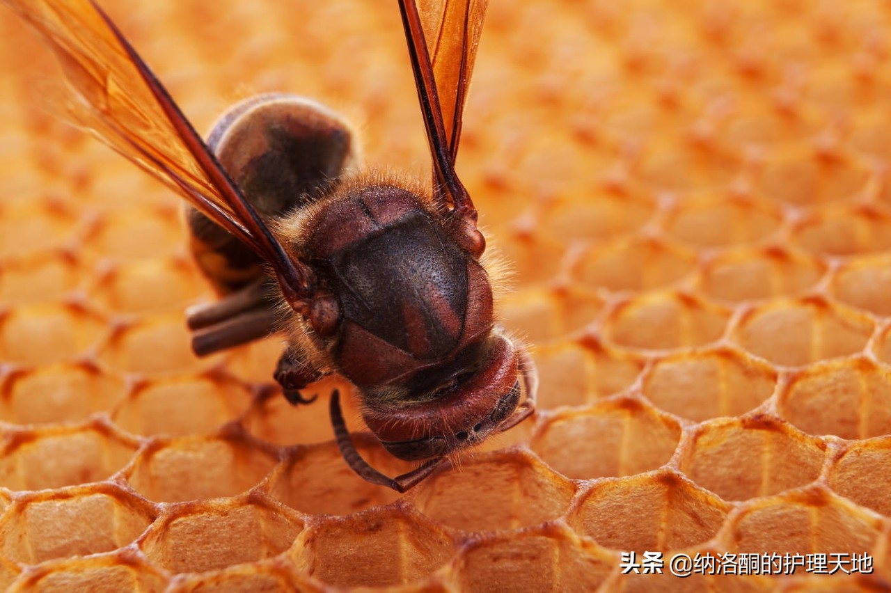 马蜂蛰了怎么办（急救护士教你如何进行急救）