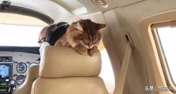 史上最全！7大航空公司猫咪托运指南