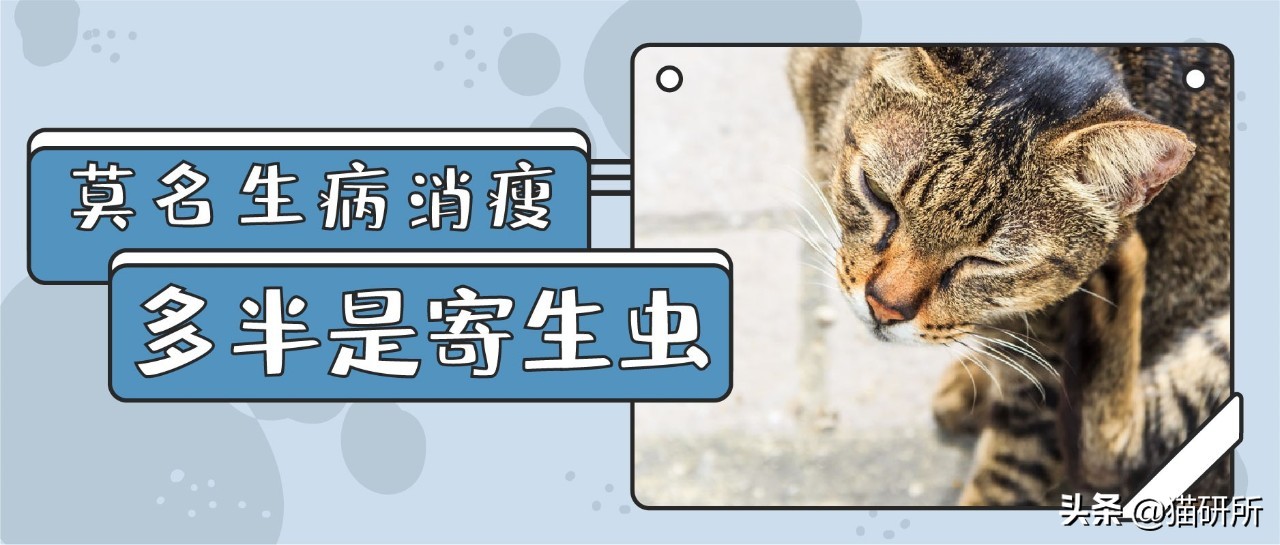 如何判断猫咪是否感染弓形虫？常见症状与识别方法