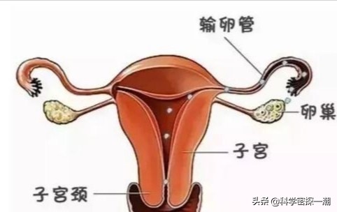 卵子—卵巢—输卵管—子宫