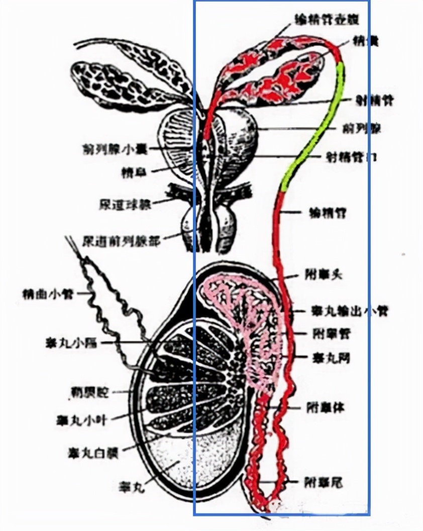 睾丸产生精子后 ,精子要历经附睾,输精管,精囊,射精管,然后从尿道射