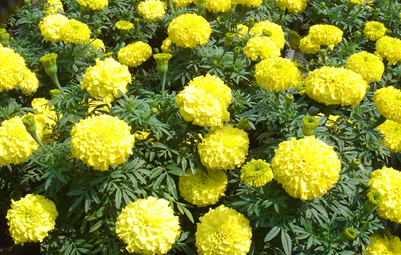 万寿菊花期如何（万寿菊是一种常见的园林绿化花卉）