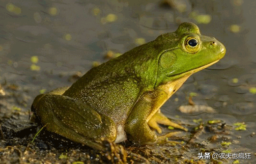 牛蛙是青蛙吗（名列全球最危险百种入侵物种）