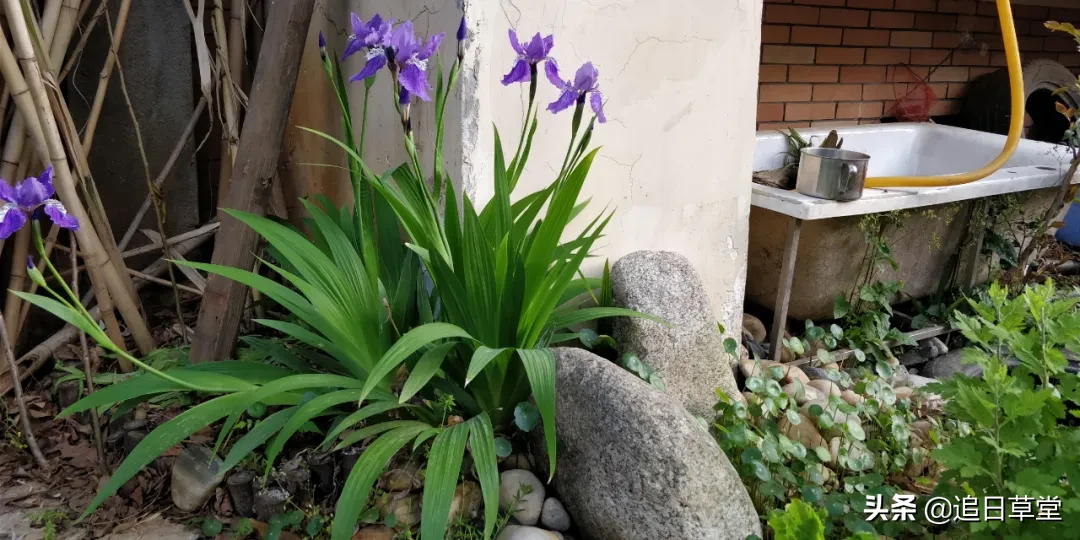 武汉都市菜园DIY回忆录之三樱花潭与浴盆鱼缸