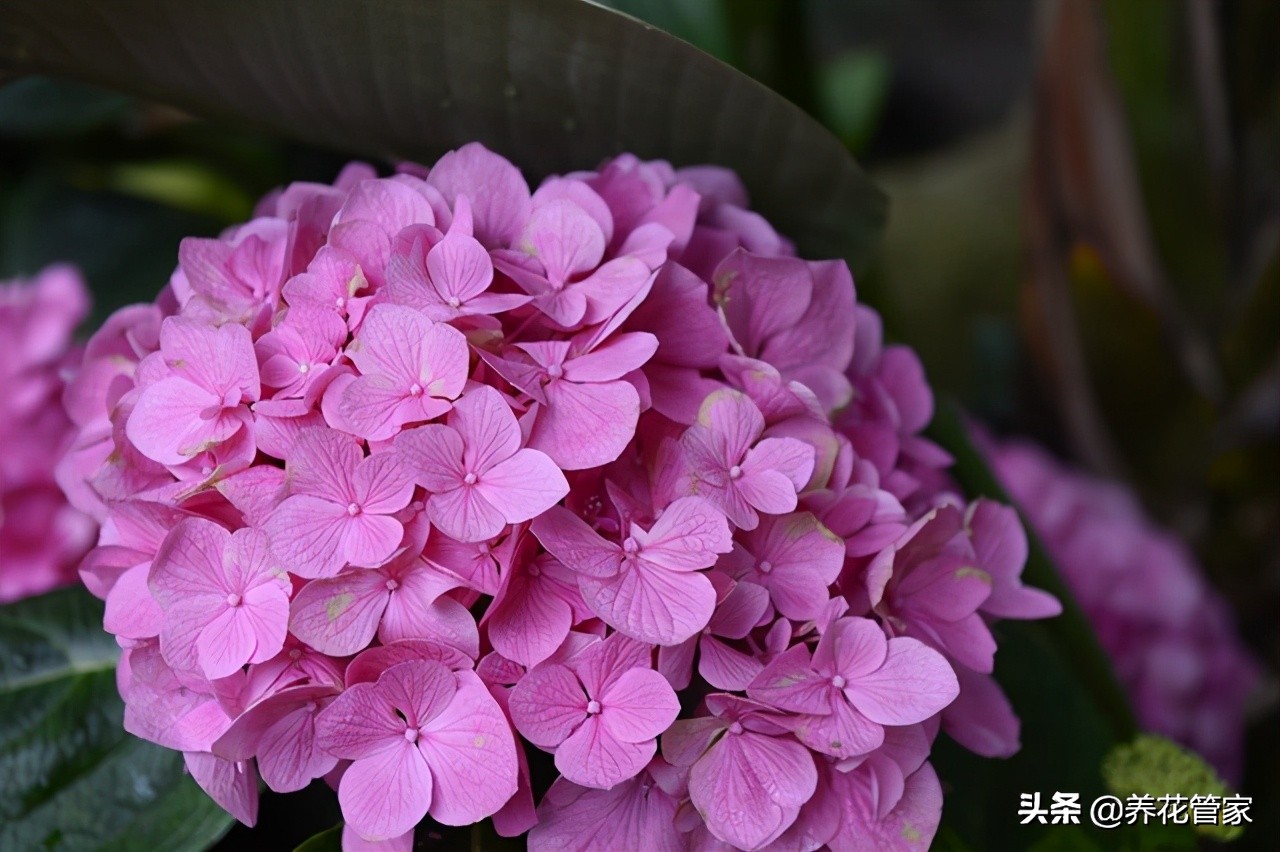 绣球花有几种颜色（详解七变花的名字由来）