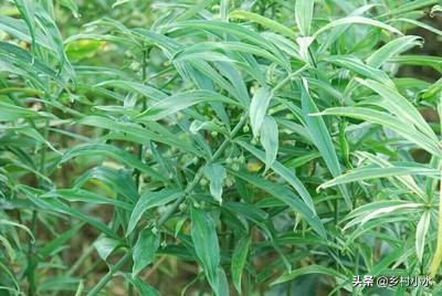 黄金药材功效与作用(黄精被称为) - 行就行