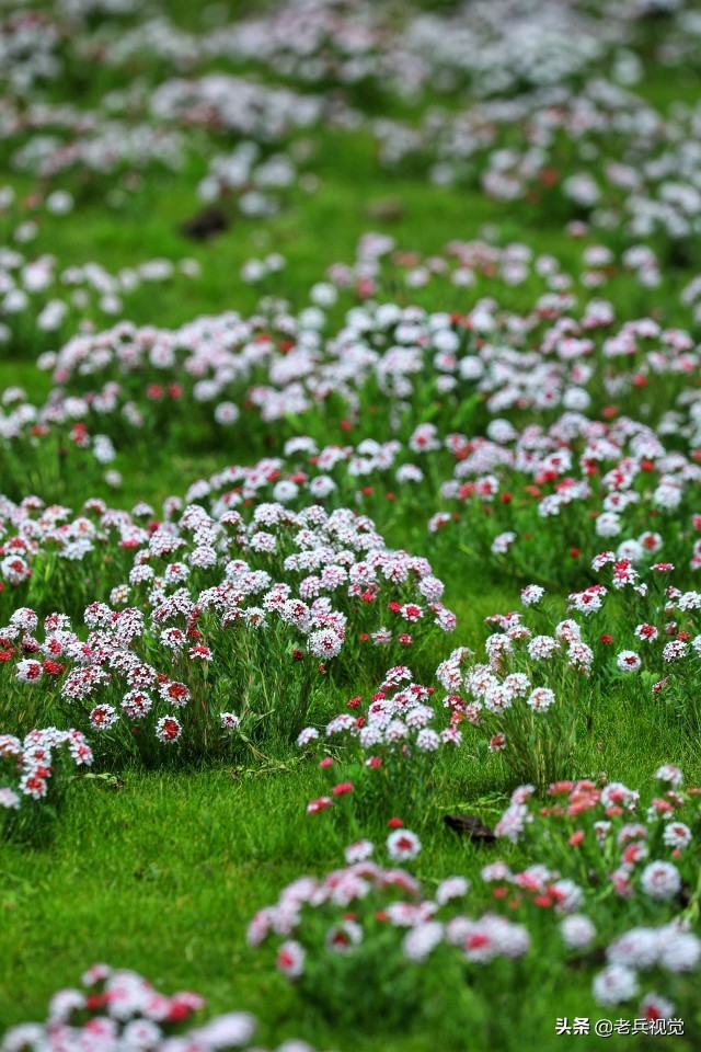 青海刚察:遇见惊艳的狼毒花