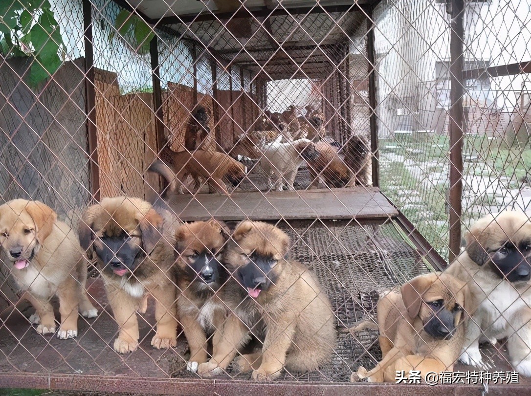 养100只肉狗成本利润100只肉狗能赚多少钱