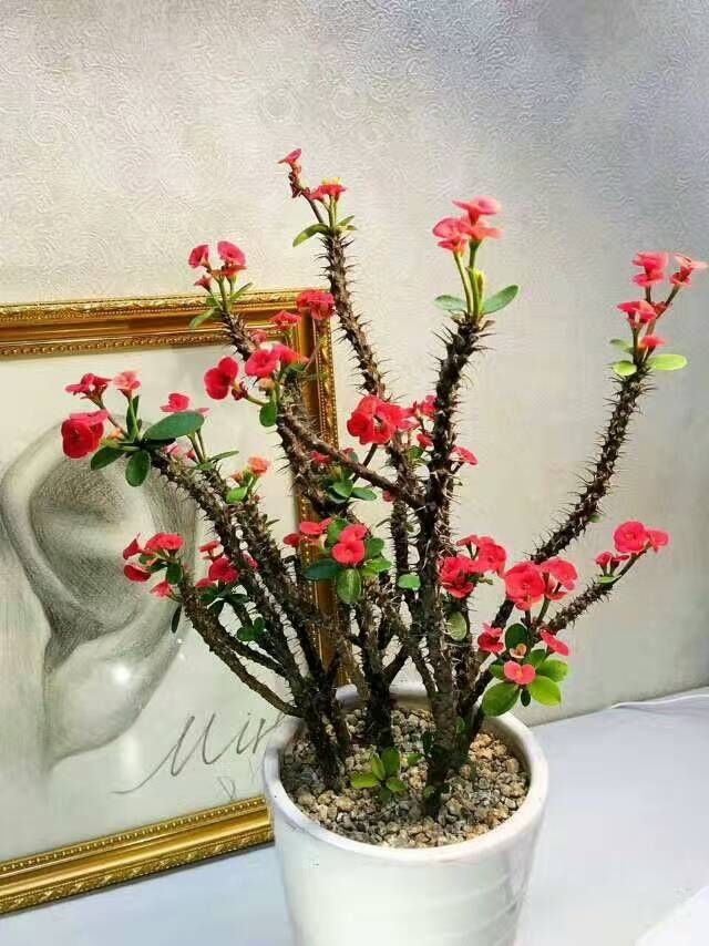 虎刺梅修剪后如何养护?