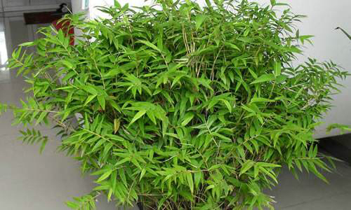 鳳尾竹圖片,鳳尾竹圖片高清大圖