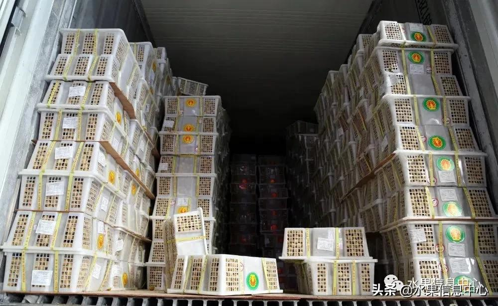 龙眼什么时候开花（泰国龙眼的等级区分标准）