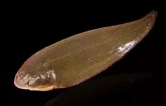 巴沙鱼你自己吃就行了，别给孩子吃